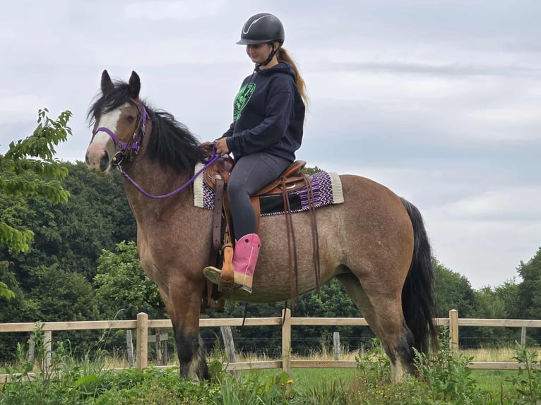 Tinker Stute 7 Jahre 140 cm Brauner in Linkenbach