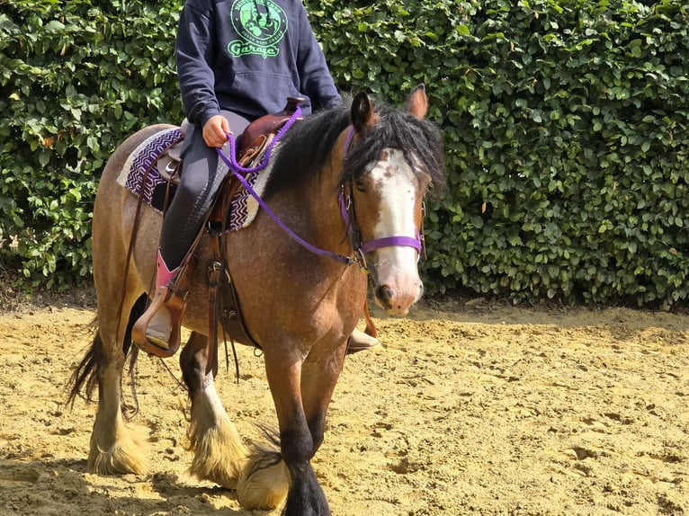 Tinker Stute 7 Jahre 140 cm Brauner in Linkenbach