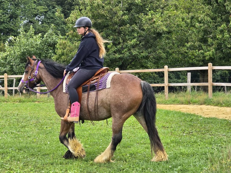 Tinker Stute 7 Jahre 140 cm Brauner in Linkenbach