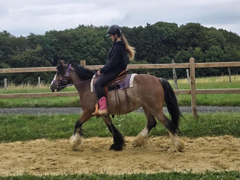 Tinker Stute 7 Jahre 140 cm in Linkenbach