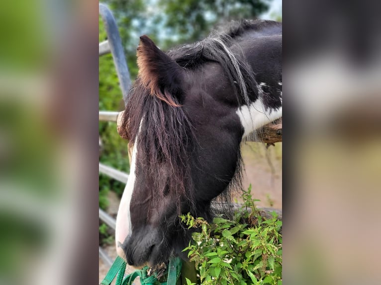 Tinker Stute 7 Jahre 140 cm Schecke in Großalmerode