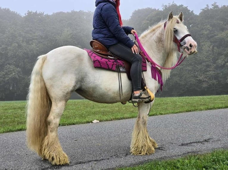 Tinker Stute 7 Jahre 142 cm Schecke in Linkenbach