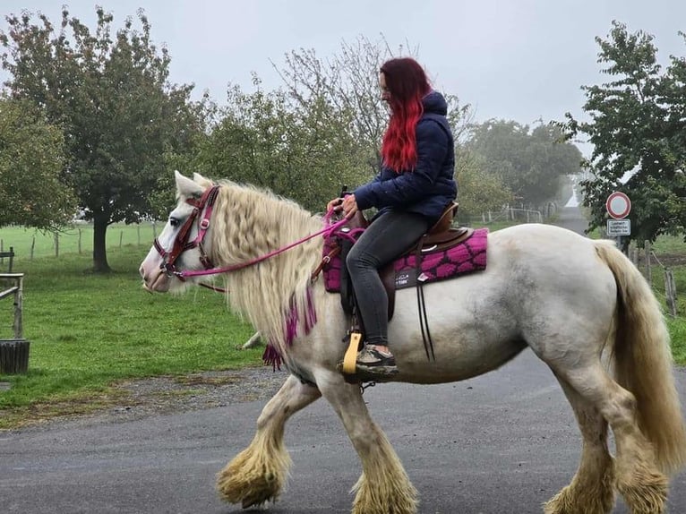 Tinker Stute 7 Jahre 142 cm Schecke in Linkenbach