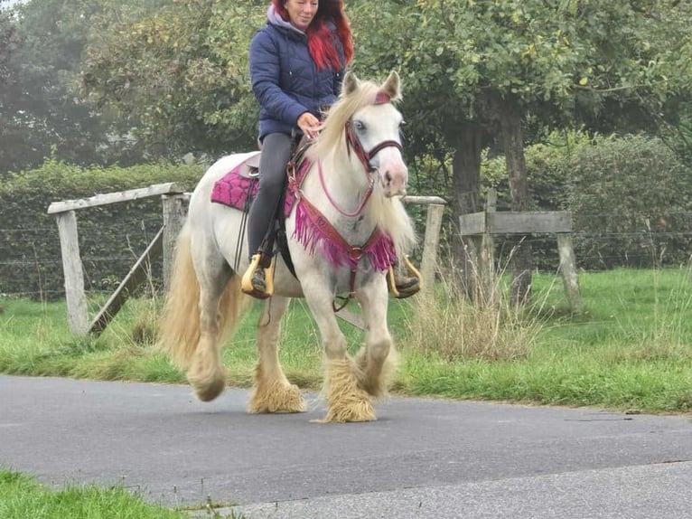 Tinker Stute 7 Jahre 142 cm Schecke in Linkenbach