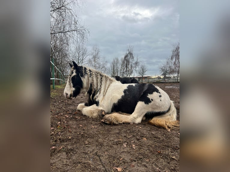 Tinker Stute 7 Jahre 143 cm in Stahnsdorf