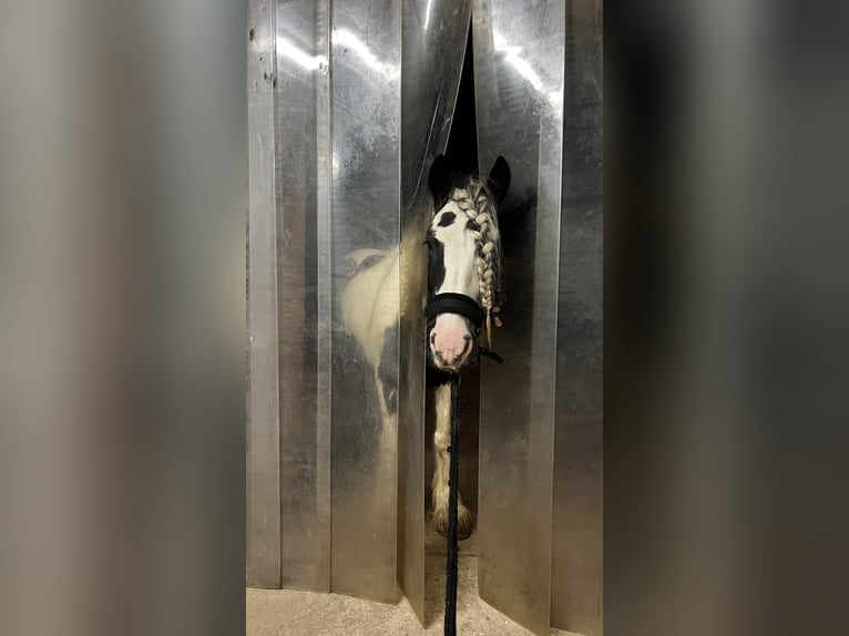 Tinker Stute 7 Jahre 143 cm in Stahnsdorf