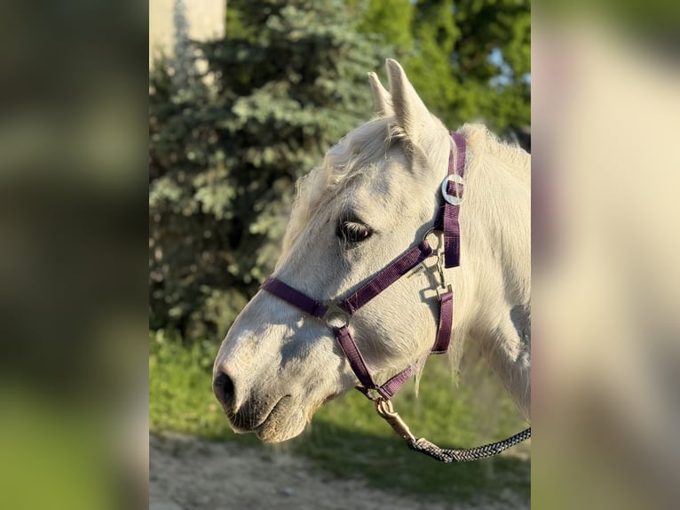 Tinker Mix Stute 7 Jahre 143 cm Schimmel in Schwabhausen