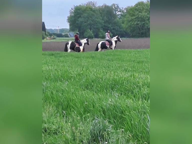 Tinker Stute 7 Jahre 145 cm Schecke in Recke