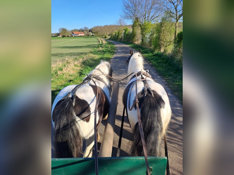 Tinker Stute 7 Jahre 145 cm Schecke in Recke