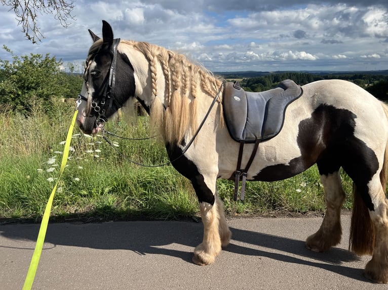 Tinker Stute 7 Jahre 145 cm Schecke in Weiskirchen