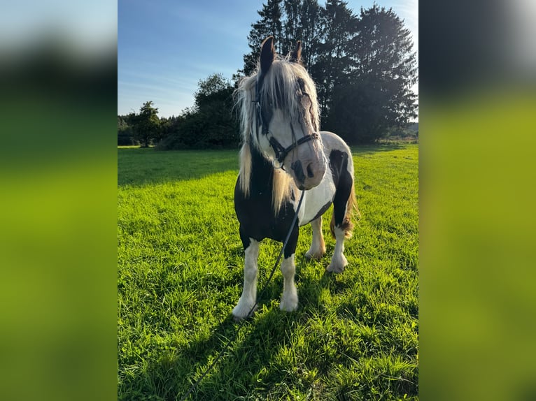 Tinker Stute 7 Jahre 145 cm Schecke in Weiskirchen