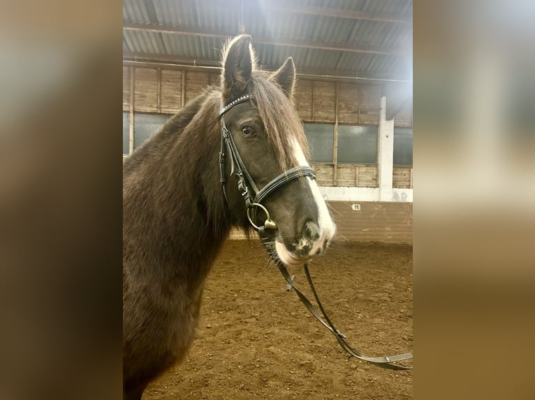 Tinker Stute 7 Jahre 147 cm Dunkelbrauner in Pelmberg