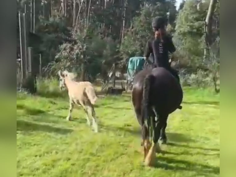 Tinker Mix Stute 7 Jahre 148 cm Rappe in Heiligengrabe