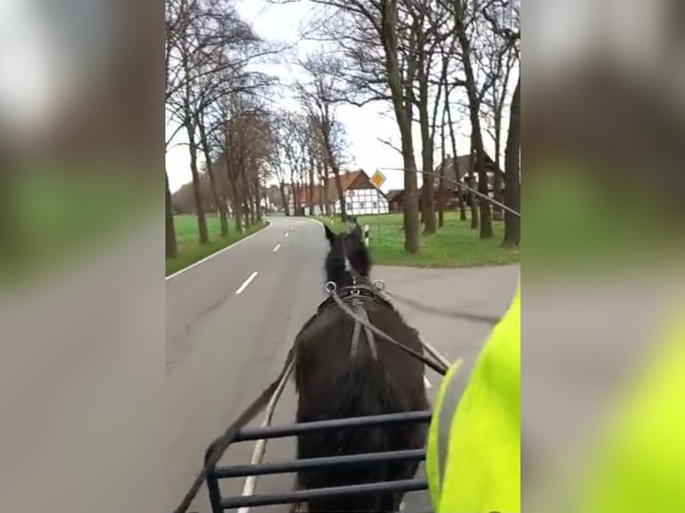 Tinker Mix Stute 7 Jahre 148 cm Rappe in Heiligengrabe