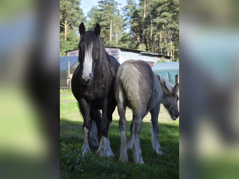 Tinker Mix Stute 7 Jahre 148 cm Rappe in Heiligengrabe