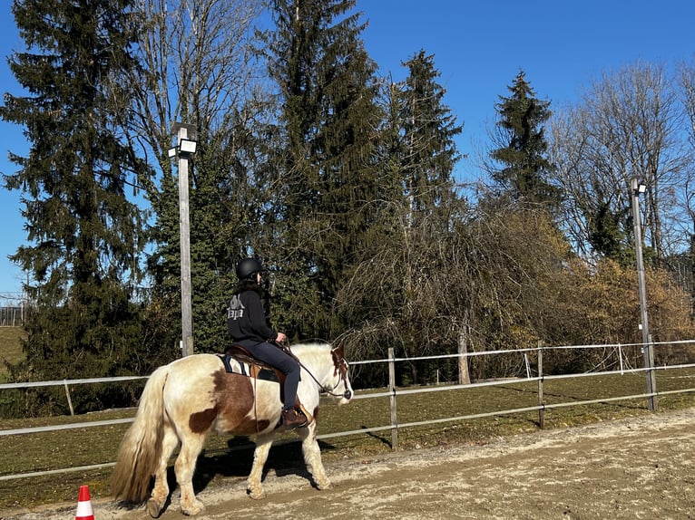 Tinker Stute 7 Jahre 148 cm Schecke in TettnangTettnang