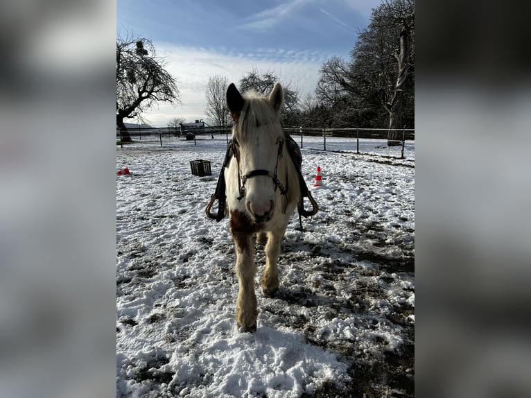 Tinker Stute 7 Jahre 148 cm Schecke in TettnangTettnang