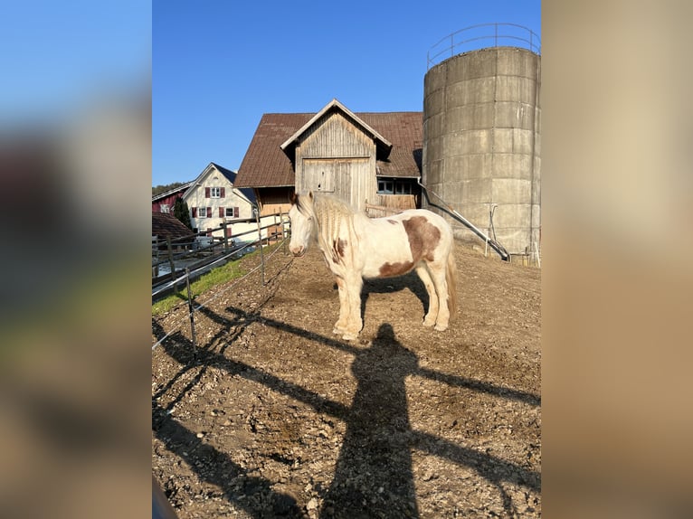 Tinker Stute 7 Jahre 148 cm Schecke in TettnangTettnang