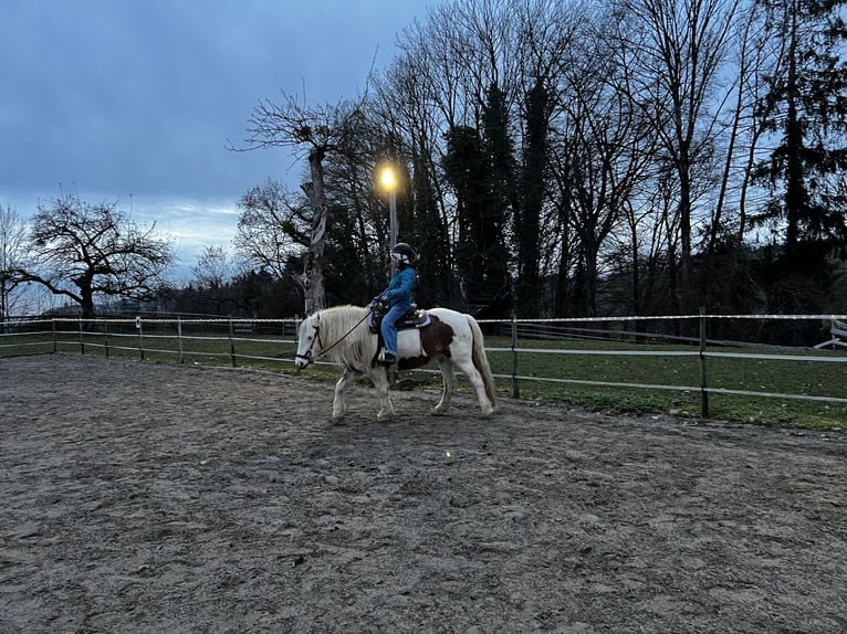 Tinker Stute 7 Jahre 148 cm Schecke in TettnangTettnang