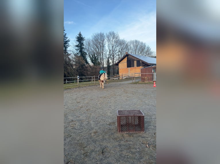 Tinker Stute 7 Jahre 148 cm Schecke in TettnangTettnang