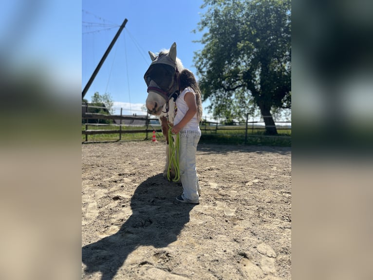 Tinker Stute 7 Jahre 148 cm Schecke in TettnangTettnang