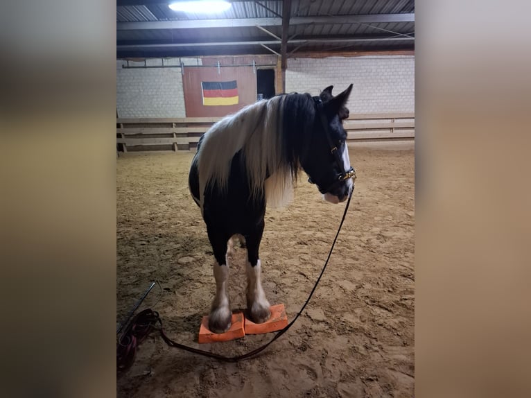 Tinker Stute 7 Jahre 150 cm Schecke in Vastorf