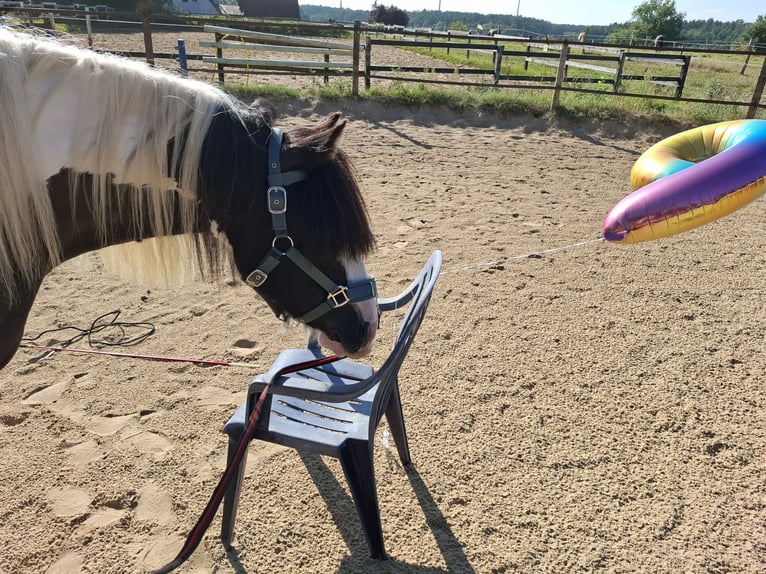 Tinker Stute 7 Jahre 150 cm Schecke in Vastorf