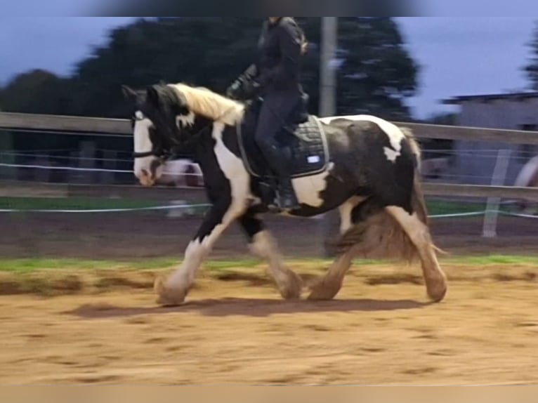 Tinker Stute 7 Jahre 150 cm Schecke in Vastorf