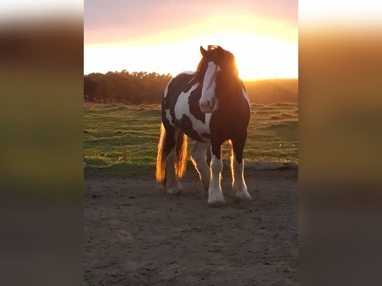 Tinker Stute 7 Jahre 150 cm Schecke in Vastorf
