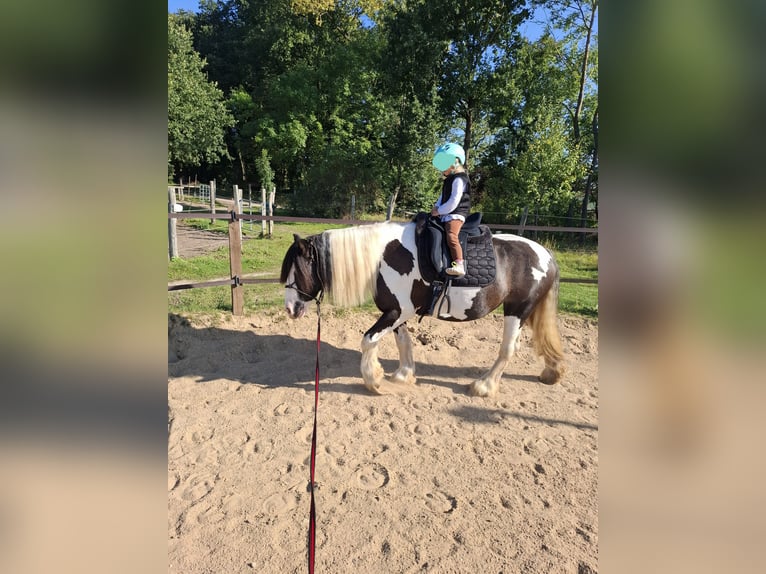 Tinker Stute 7 Jahre 150 cm Schecke in Vastorf