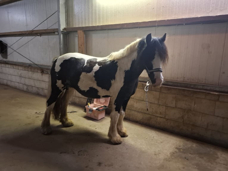 Tinker Stute 7 Jahre 150 cm Schecke in Vastorf