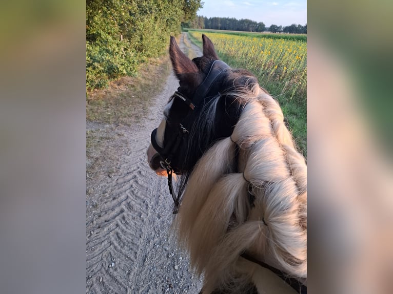 Tinker Stute 7 Jahre 150 cm Schecke in Vastorf