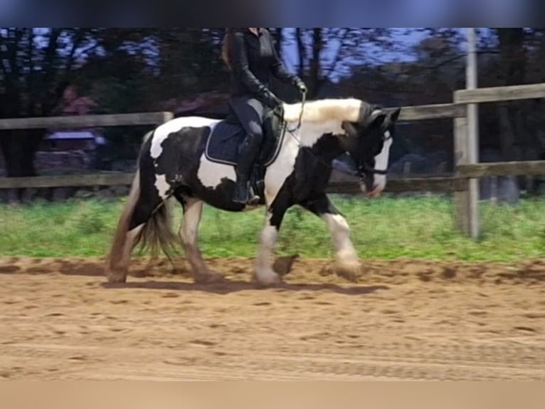 Tinker Stute 7 Jahre 150 cm Schecke in Vastorf