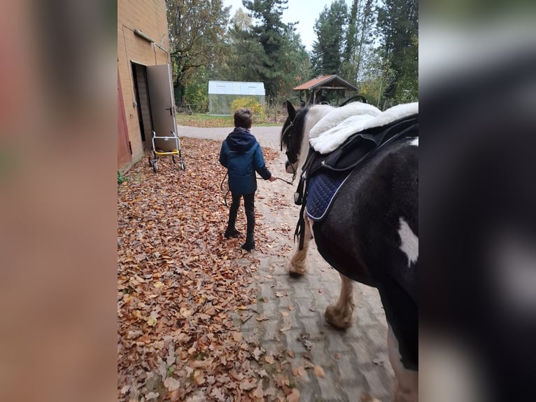 Tinker Stute 7 Jahre 150 cm Schecke in Vastorf