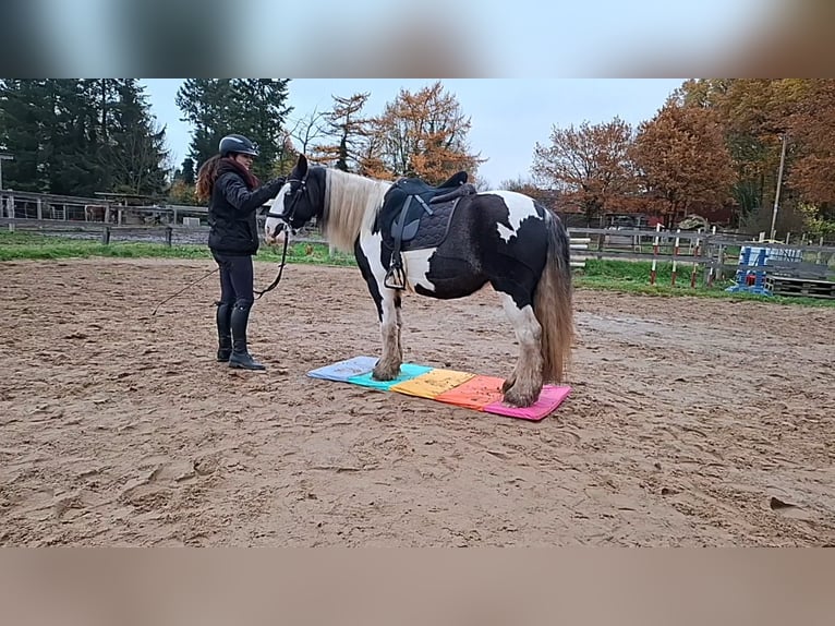 Tinker Stute 7 Jahre 150 cm Schecke in Vastorf