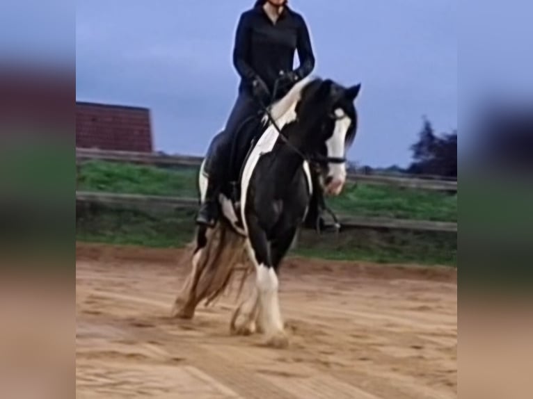 Tinker Stute 7 Jahre 150 cm Schecke in Vastorf