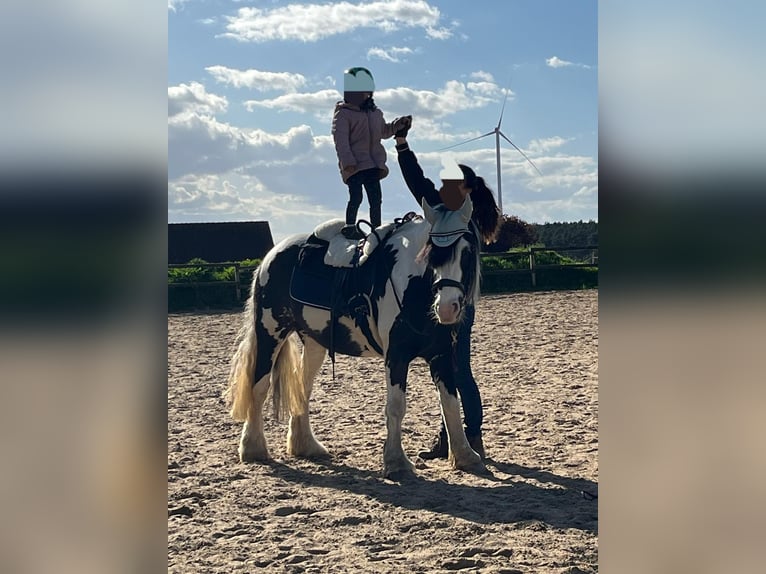 Tinker Stute 7 Jahre 150 cm Schecke in Vastorf