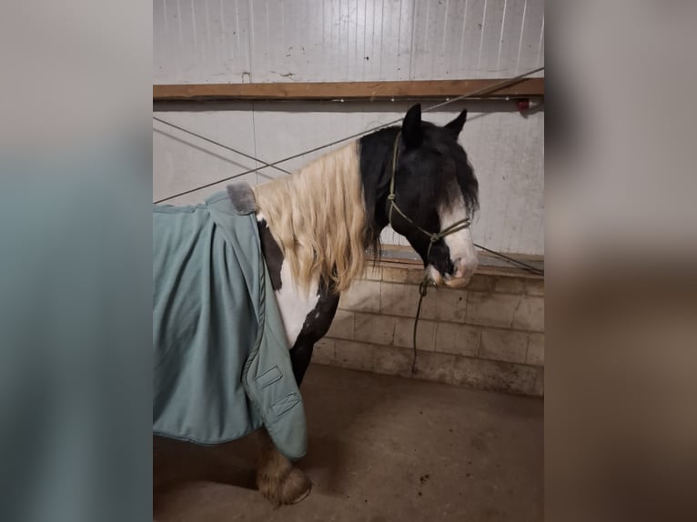 Tinker Stute 7 Jahre 150 cm Schecke in Vastorf