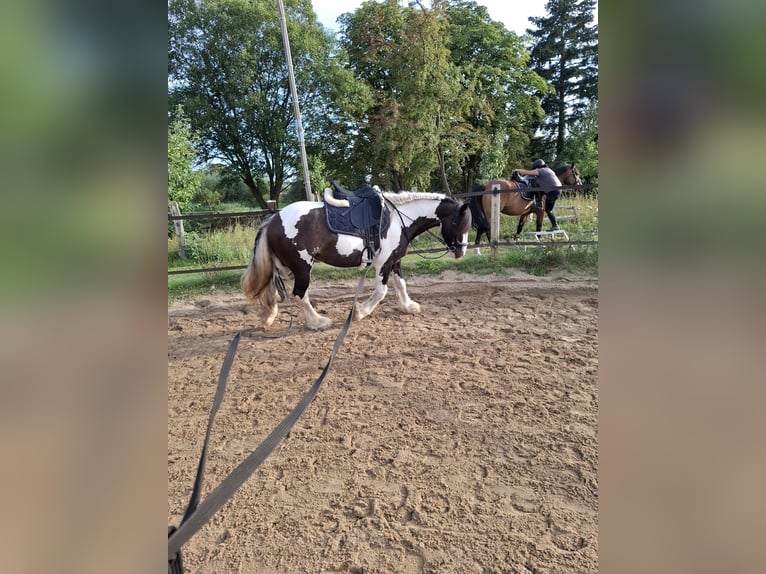 Tinker Stute 7 Jahre 150 cm Schecke in Vastorf
