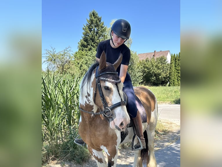 Tinker Stute 7 Jahre 152 cm Schecke in AchstettenAchstetten