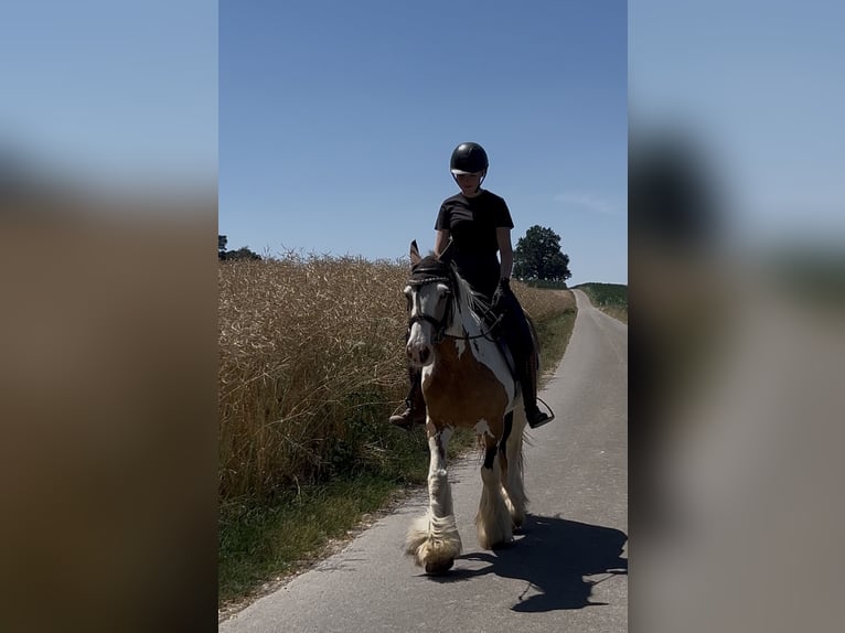 Tinker Stute 7 Jahre 152 cm Schecke in AchstettenAchstetten