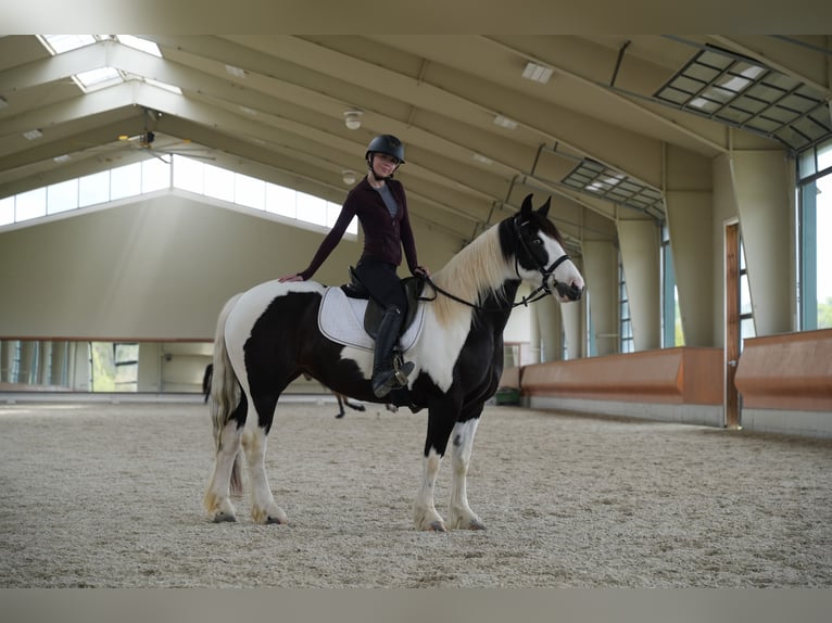 Tinker Mix Stute 7 Jahre 152 cm Schecke in Lancaster