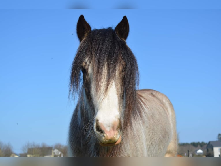 Tinker Stute 7 Jahre 155 cm Falbe in Virton