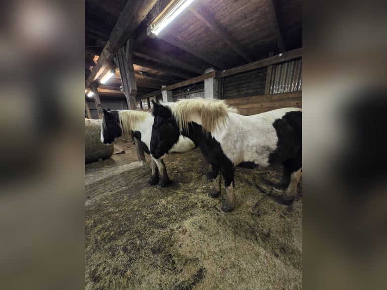 Tinker Stute 7 Jahre 158 cm Schecke in S&#xFC;derholz
