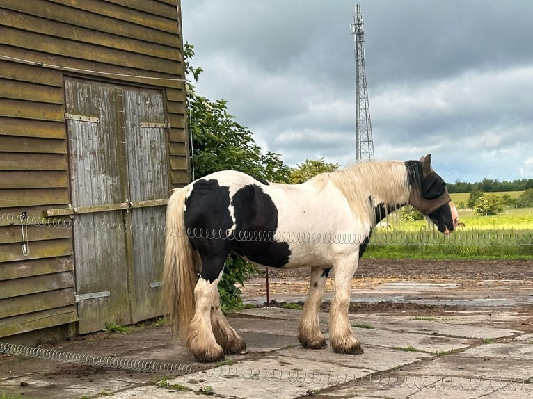 Tinker Stute 7 Jahre 158 cm Schecke in S&#xFC;derholz