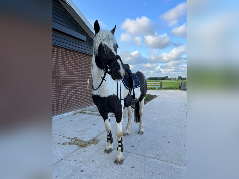 Tinker Mix Stute 7 Jahre 162 cm Schecke in Franchesse