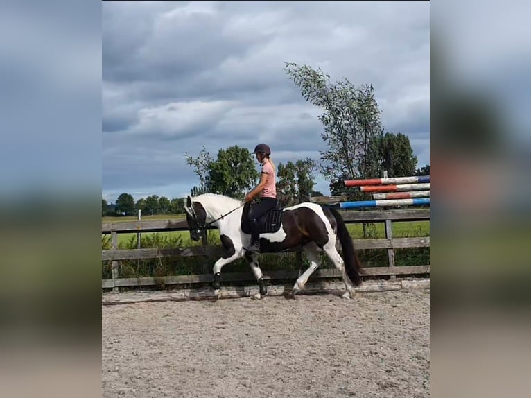 Tinker Mix Stute 7 Jahre 162 cm Schecke in Franchesse