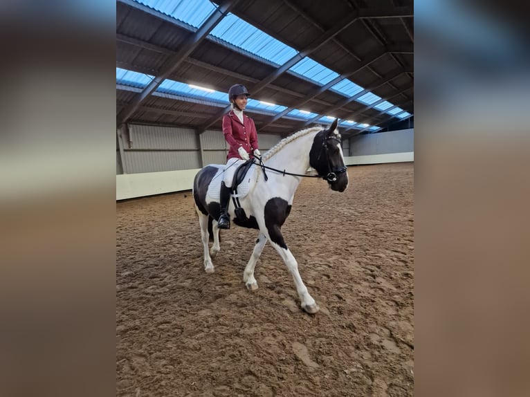 Tinker Mix Stute 7 Jahre 162 cm Schecke in Franchesse