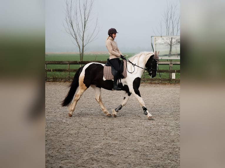 Tinker Mix Stute 7 Jahre 162 cm Schecke in Franchesse