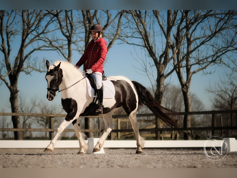 Tinker Mix Stute 7 Jahre 162 cm Schecke in Franchesse